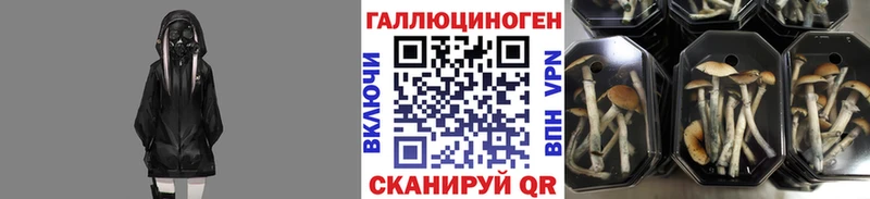 Галлюциногенные грибы Psilocybine cubensis  цена наркотик  Далматово 